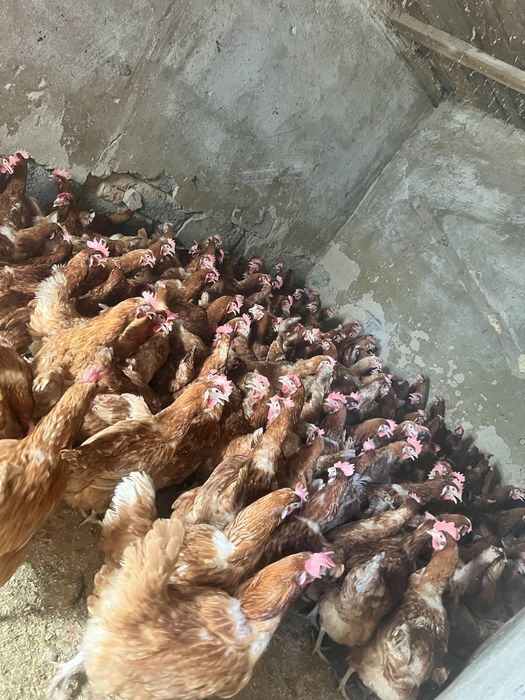 Продам курей Ломан Браун, Коралл Ник