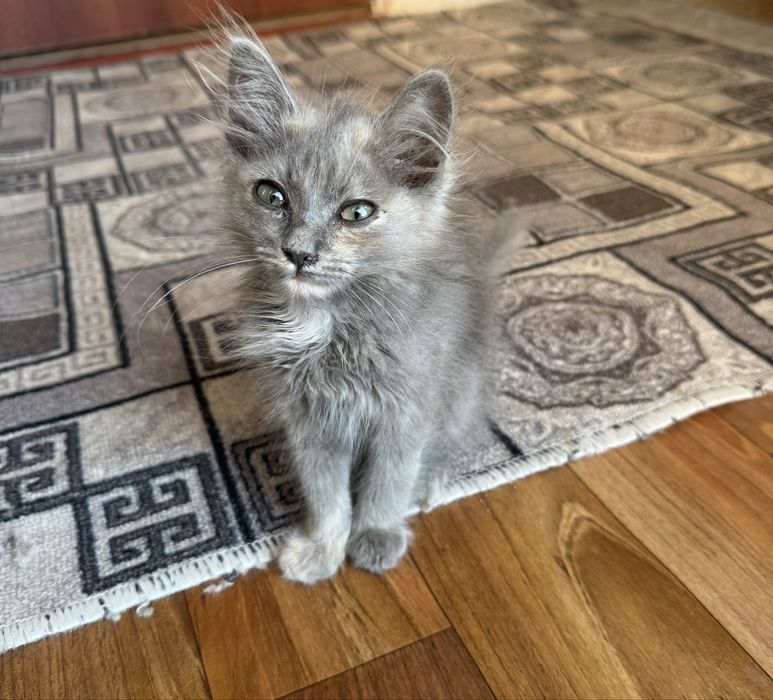 Котенок ……………………..