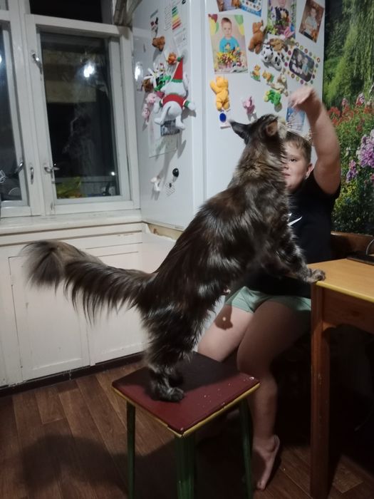 Девочка Мейн-кун