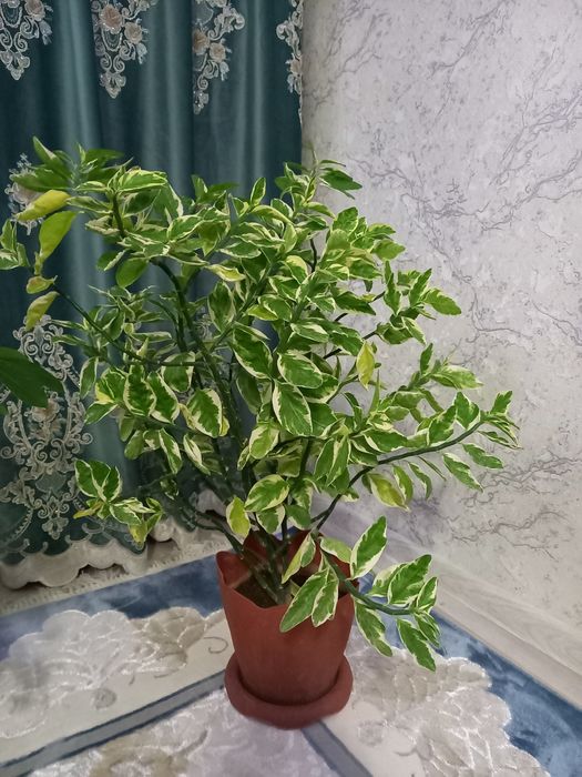 Комнатные Лиственные растения