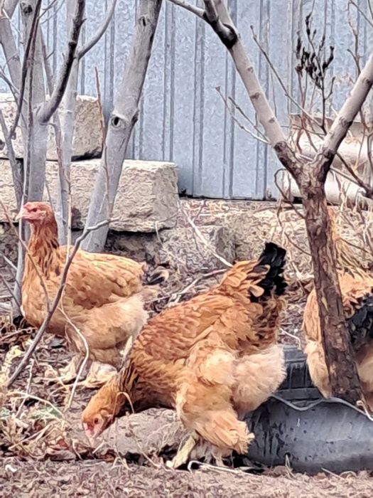 Продам курей домашние