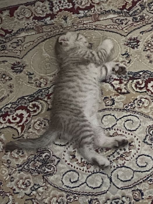 котик трехмесяная