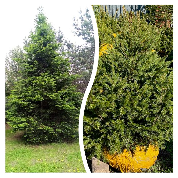 Саженцы, деревья , кустарники, сосны, ели,