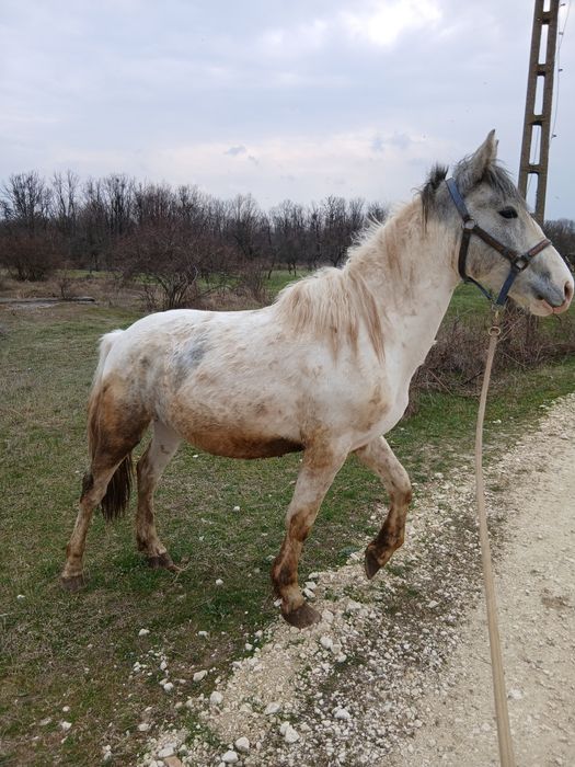 Manz pinto de 2 ani bland