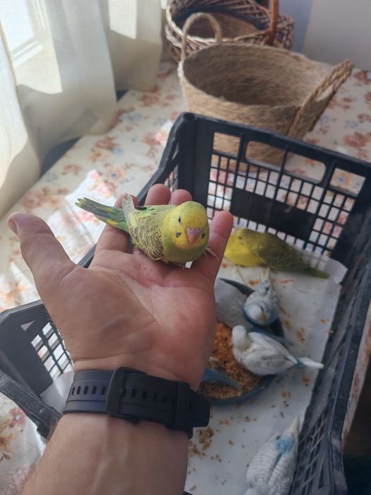 Papagali perusi comuni