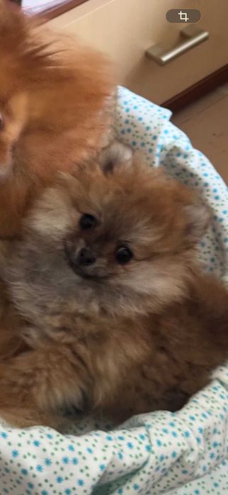 Мини Померанче Момиче