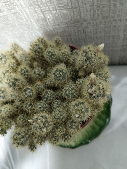 Кактусы "Мамиллярия" в цветении .