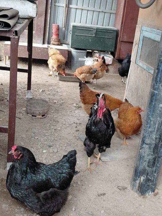 Кучинский куры продаётся