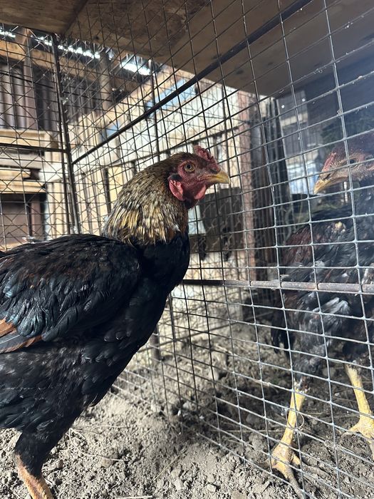 Продам петухи кореец молодые