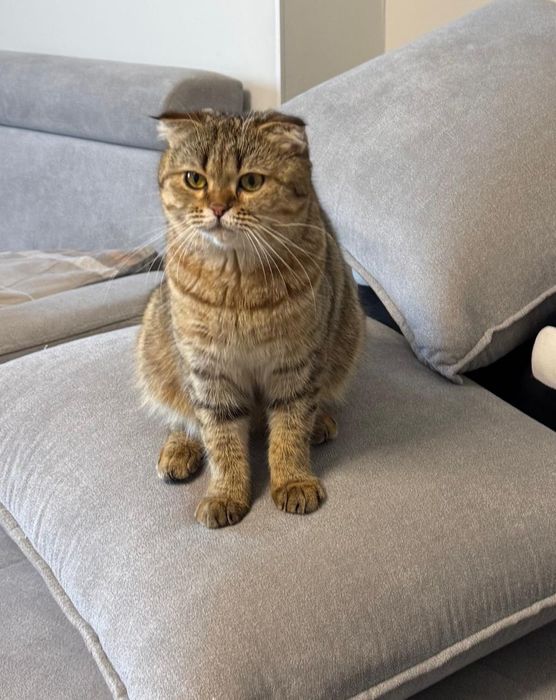 Отдам кошку в хорошие руки