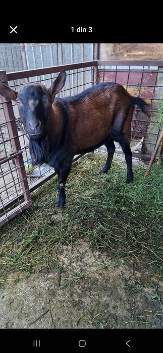 Țap Alpin Francez original rasă pură ciut genetic