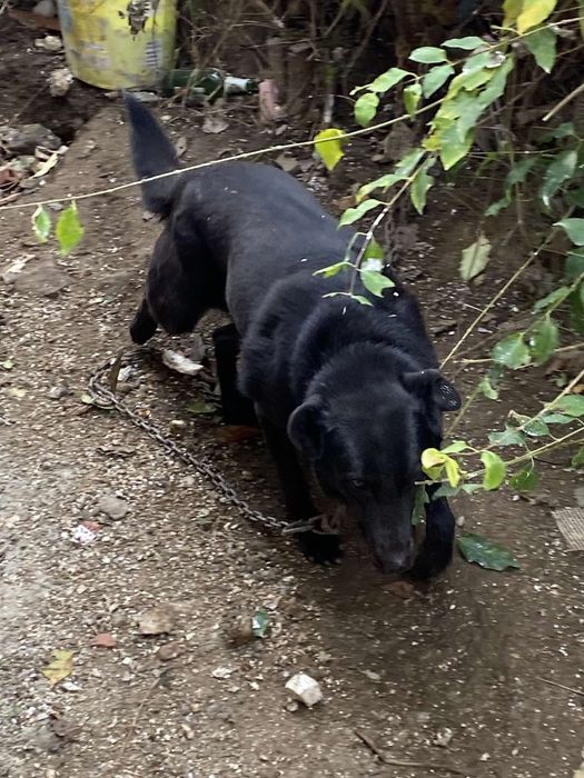 Подарява се куче пазач непородисто женско на 8 Г.