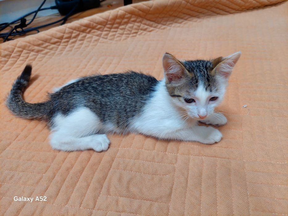 Котёнок девочка бесплатно