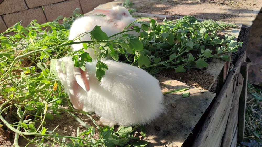 Продаются крольчата