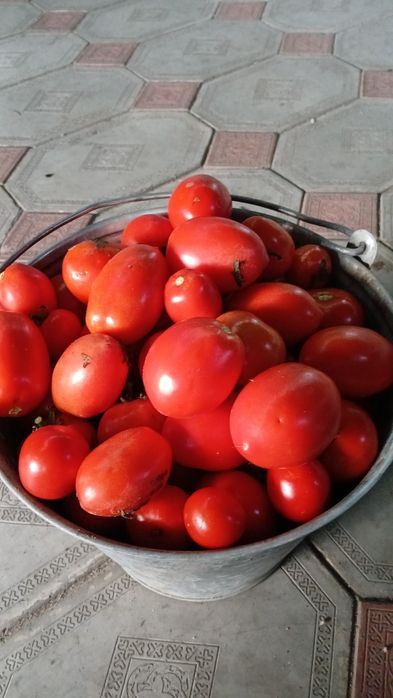 Продам домашние помидоры