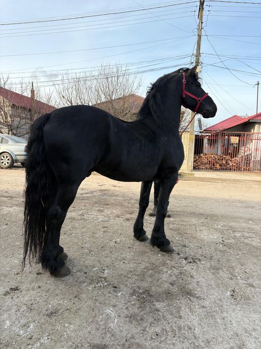 Vând Armăsar Frizian