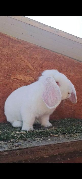 Mascul berbec german