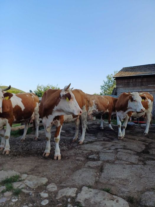Vaci de vânzare la Vama Buzaului-Acriș