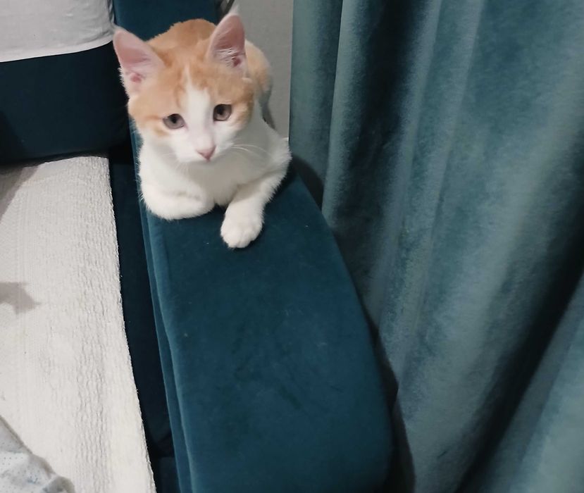 котик в добрые руки