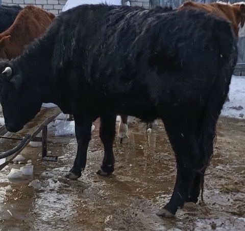 Продам быка на согум