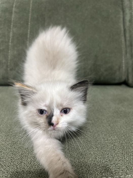 Продаются милые котята