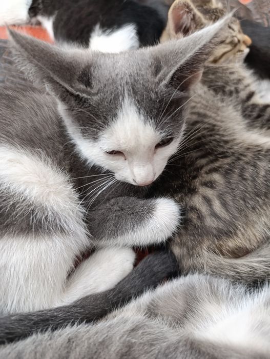 Mushuk bolalari beriladi