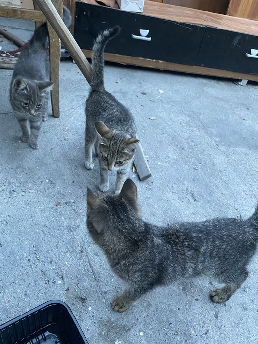 Отдам в добрые руки 3 очаровательных котят!
