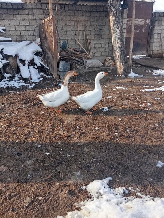 G'ozlar sotiladi 10 ta