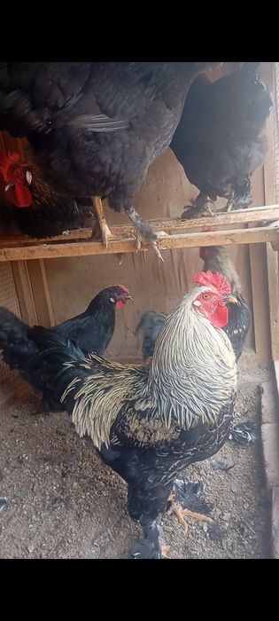 Петухи апрельские