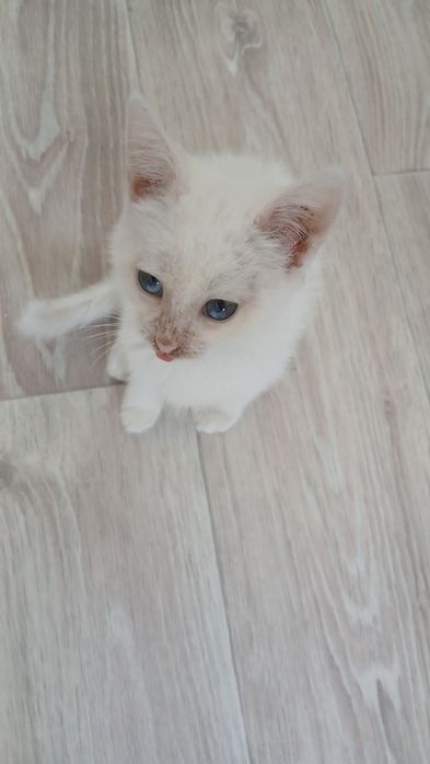 Отдадим котенка в добрые руки
