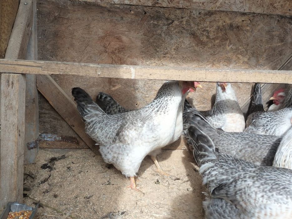 Продаются куры Бараковские