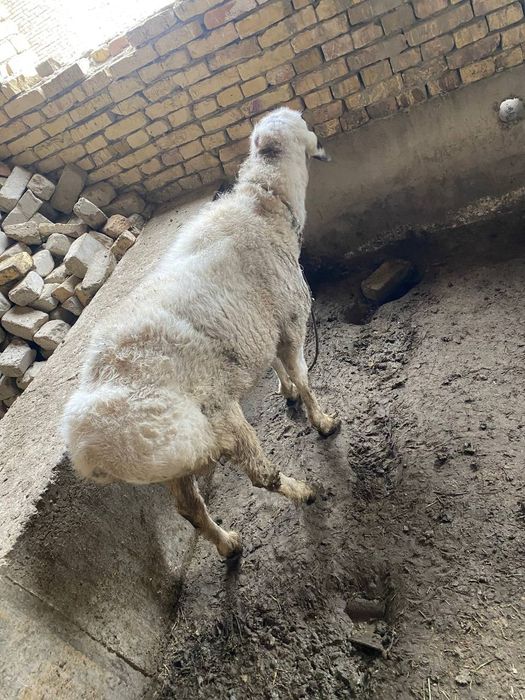 Qazoqi katta  qoʻchqor sotiladi