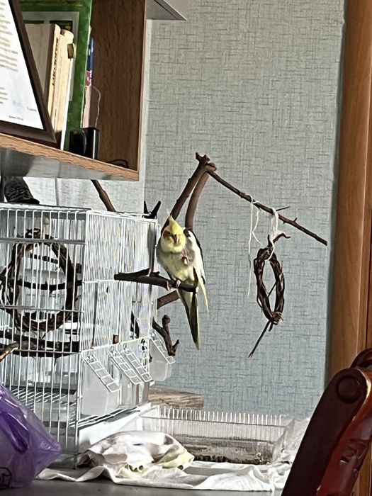 Карелло ручной.