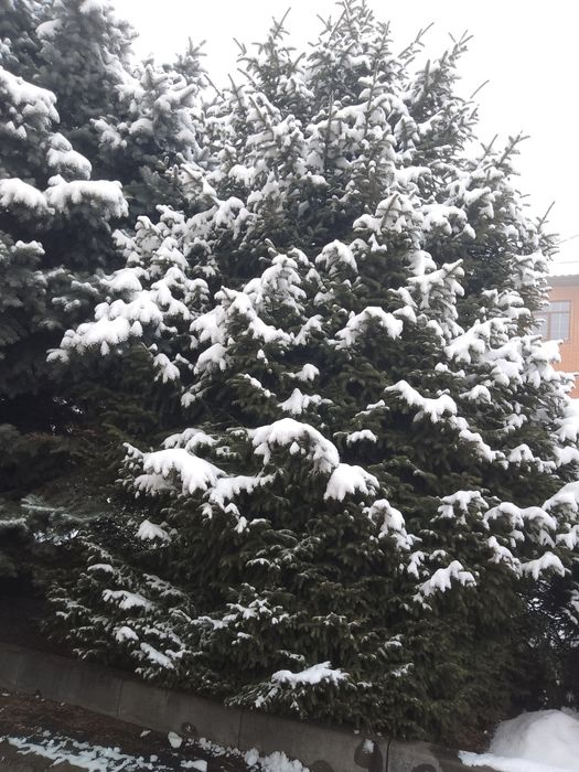 Ель голубая. Взрослая