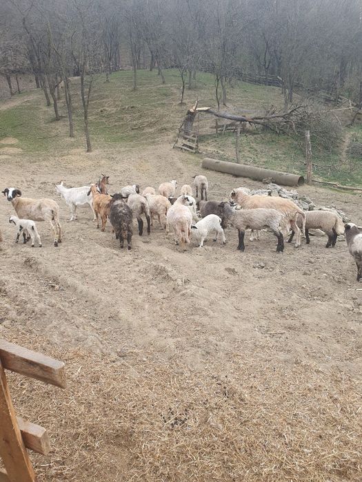 Oi cu miei și capre de vanzare