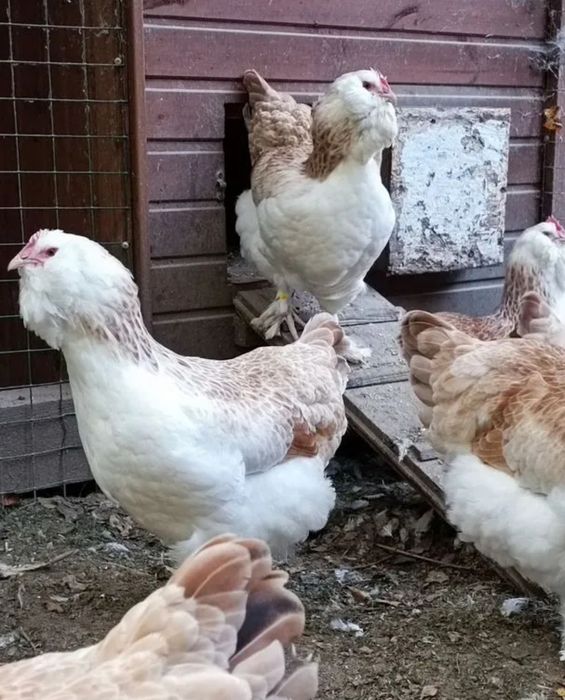 товуклар тухумга заказ оламиз