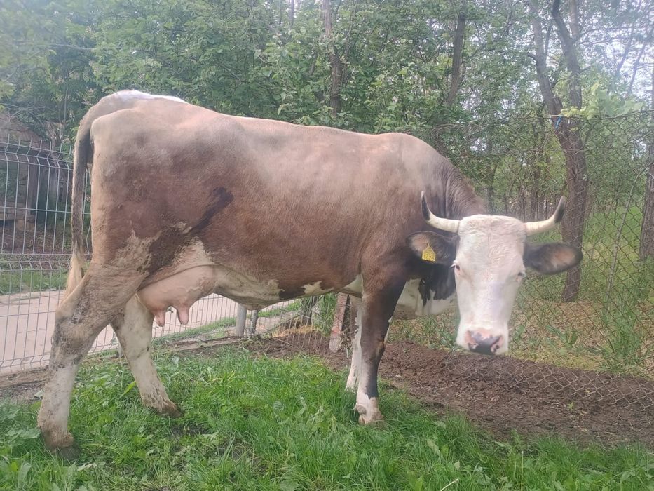 Vand 3 vaci fătate recent