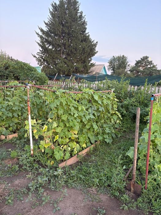 Продам дачу сад Здоровья