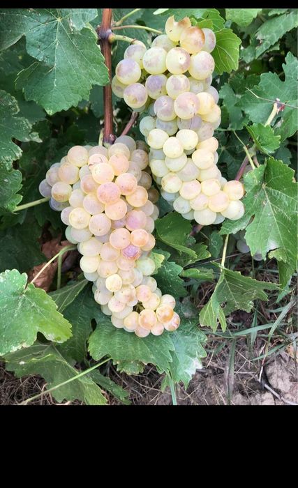 Butasi de vită de vie de anul 2 și de anul 3