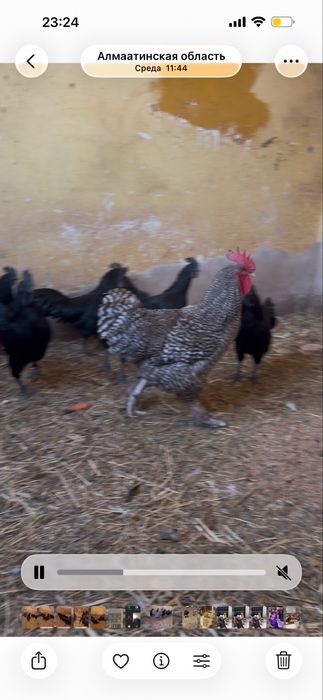 Продам питухов ухейлюй