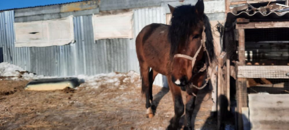 Продается Айгыр!!!