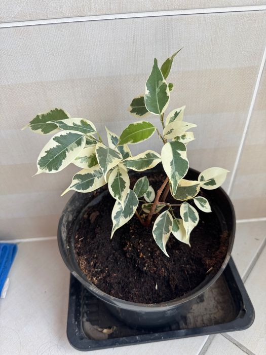 Фикус бенджамина твилайт, барок.