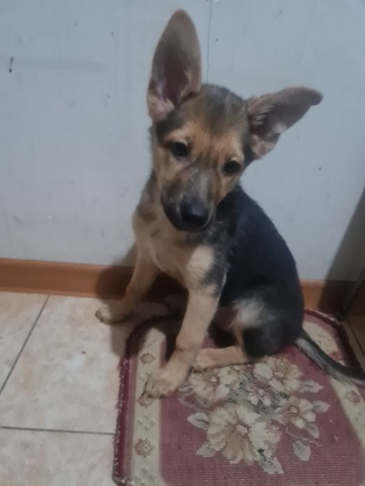 О дам щенка 3х мес девочку дворняжку