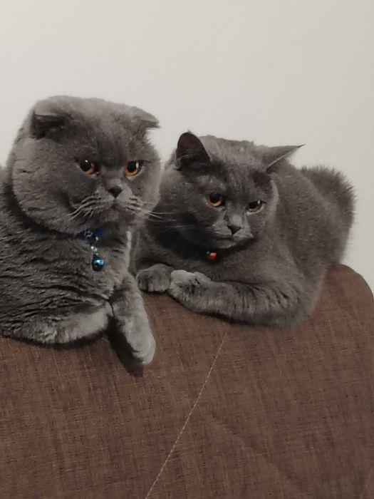 Британска котка