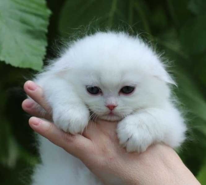 Pisicuță Scottish Fold Longhair, cu Pedigree