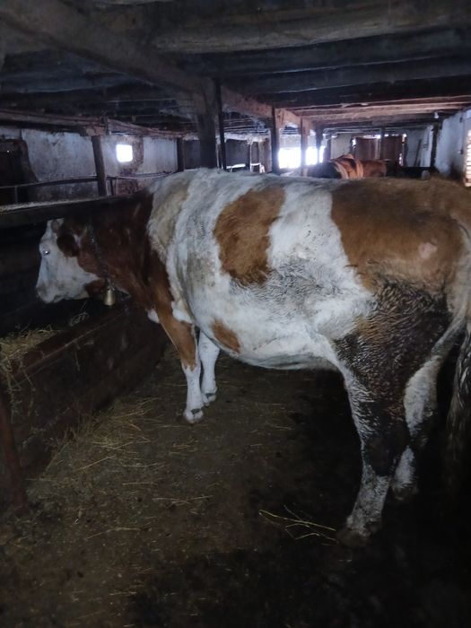 Vaci Bălăiță românească