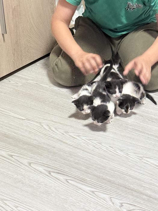 Donez 5 pisoiași adorabili – crescuți în casă, blânzi și sănătoși