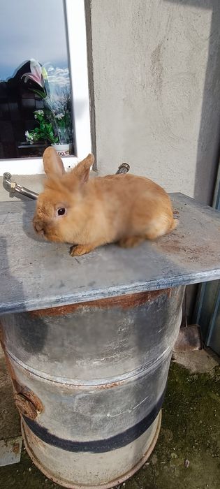 Iepuri Masculii de prăsilă