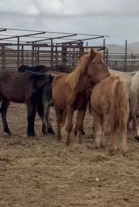 2025 жылғы семіз тайлар сатылады