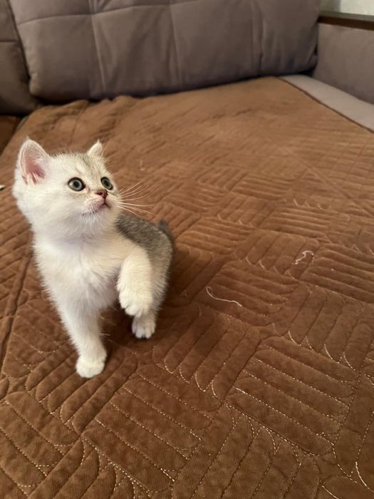 Котенок Скоттиш-Страйт